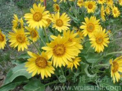 驚きの値段で】 菊様 その他 - demo.velsvidyashram.ac.in 驚きの値段で】 菊様 その他 - demo.velsvidyashram.ac.in