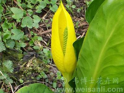 美洲水芭蕉 野生花卉 韦博士花卉网